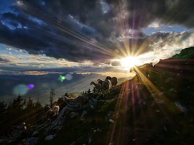 silhouette of lambs during sunrise thumbnail