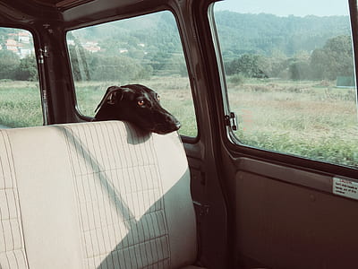 short-coated black dog leaning on gray vehicle seat thumbnail