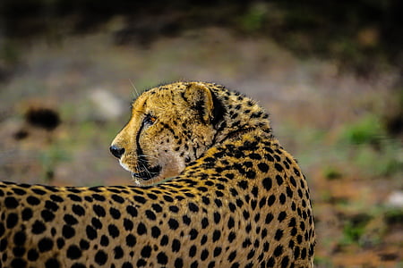 shallow focus photography of Cheetah thumbnail