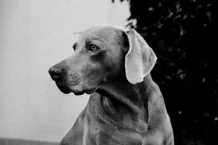 close-up photography of Labrador retriever thumbnail