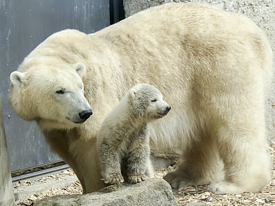 polar bears thumbnail