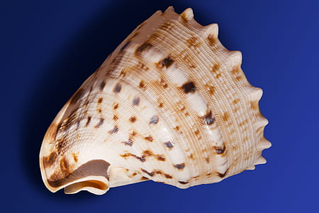 brown sea shell thumbnail