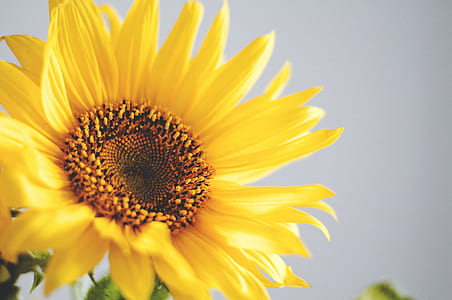 yellow sunflower in bloom close up photo thumbnail
