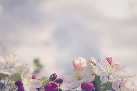 white and pink flowers thumbnail