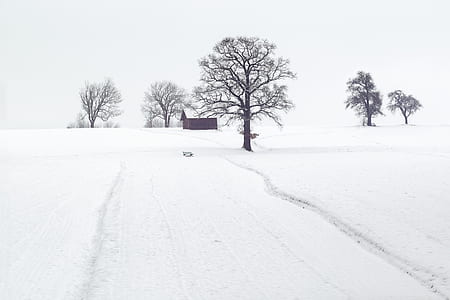 brown house in the middle of snow field thumbnail