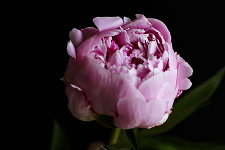 close up photography of pink peony flower with black background thumbnail