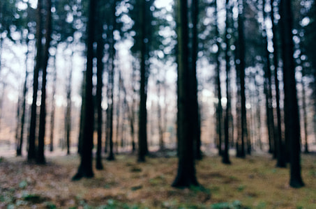 In the forest, bokeh thumbnail