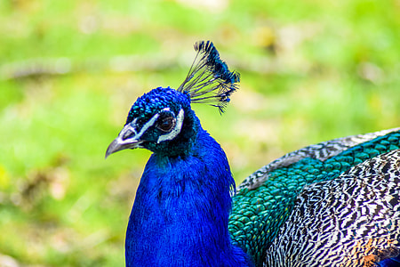 bokeh photography of blue and green peacock thumbnail