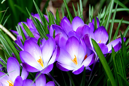 white and purple petaled flower with green plants thumbnail
