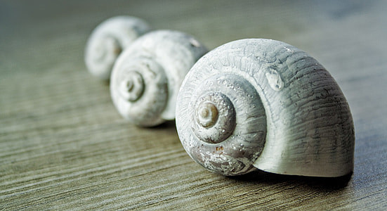 three snail shells on brown wooden surface thumbnail