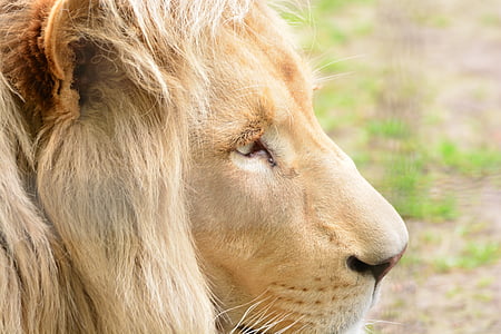lion's face thumbnail