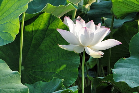 white and purple flower thumbnail