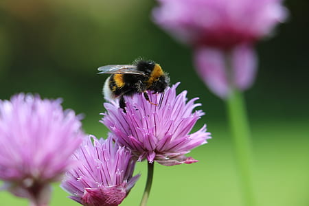 close-up photo of orange and black honeybee perched on pink chive flower thumbnail