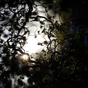 silhouette of plants during daytime thumbnail