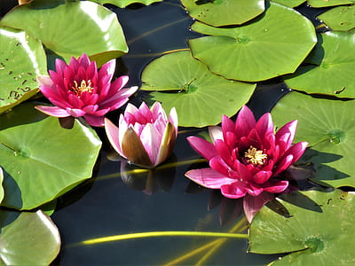 red flowers on water thumbnail