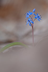 blue-petaled flowers thumbnail