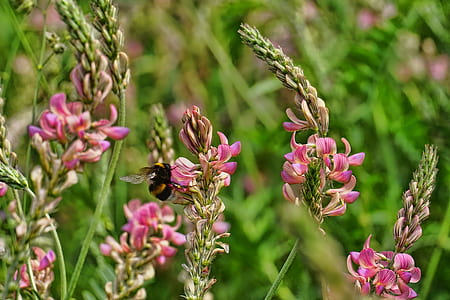 close-up photo of pink orchids thumbnail