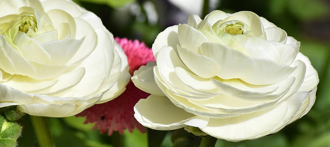 two white petaled flower plants thumbnail