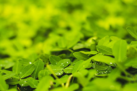 Macro Photography of Leaves thumbnail