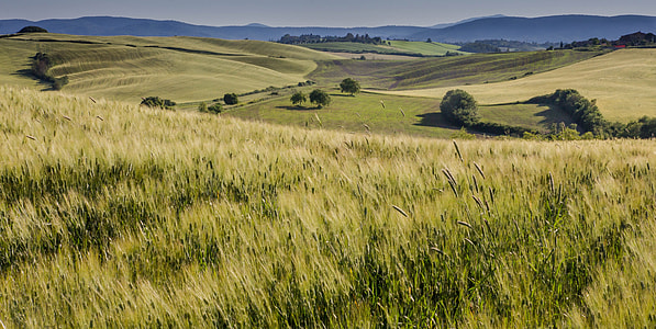 photo of grass land thumbnail