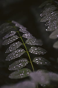 selective focus photography of green leaves with water dews thumbnail