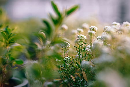 nature, sun, garden, petals thumbnail