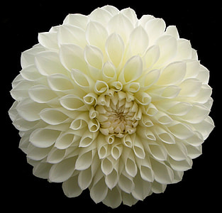 photography of round white petaled flower thumbnail