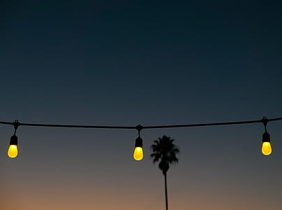three lighted bulb near palm tree photograph thumbnail