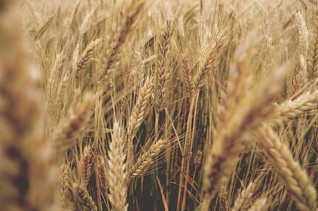 wheat farm thumbnail