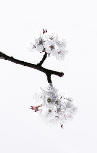 white petal flowers photo thumbnail