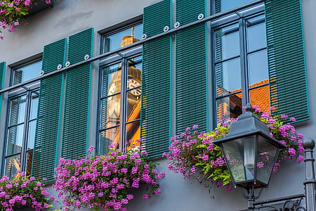pink flowers on window thumbnail