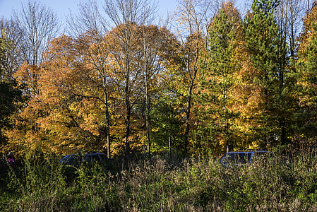 Tree Foliage and autumn colors at Pike Lake State Park, Wisconsin thumbnail