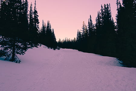trees near snow-capped road at daytime thumbnail