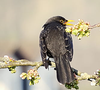 European Starling thumbnail