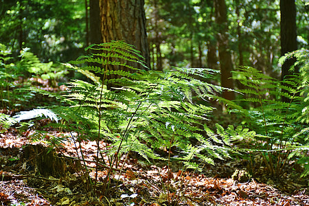 Ferns, Forest, Trees, Glade, Mood, Light thumbnail