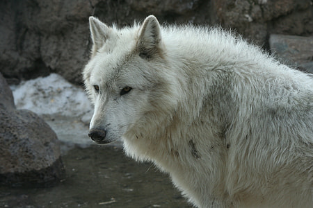 close up image of white wolf standing near body of water thumbnail