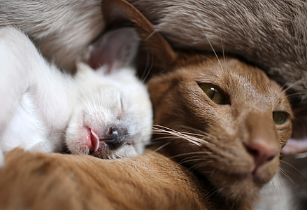 close-up photo of brown cat and white kitten thumbnail