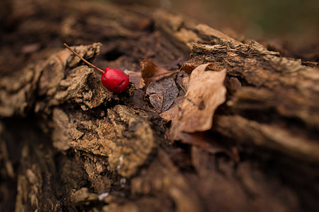 selective focus photography f red cherry on tree trunk thumbnail