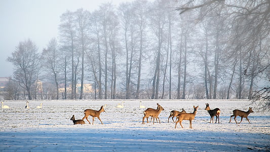 herd of deer on snow ground thumbnail