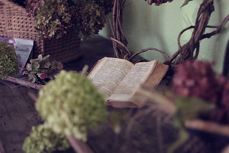 selective focus photography of an opened book thumbnail
