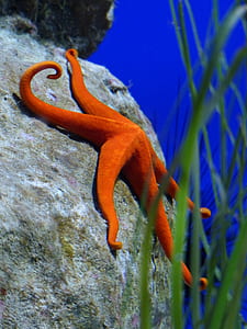 red starfish thumbnail