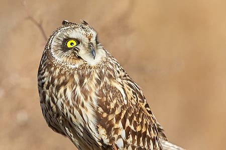 brown and white Owl looking on its left side thumbnail