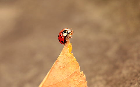 selective focus photography of ladybug perched on dried brown leaf thumbnail