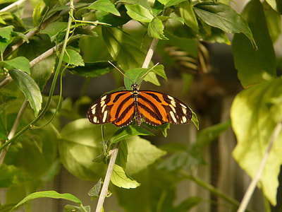 Tiger Passionsfalter, Butterfly thumbnail