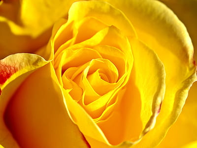 close-up photo of yellow rose thumbnail