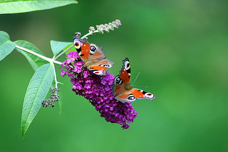selective focus photography of two butterflies on purple cluster flower at daytime thumbnail