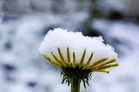 shallow focus photography of white flower thumbnail