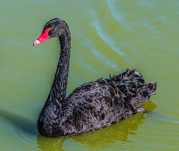 black and gray duck on body of water thumbnail