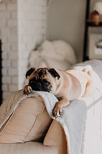 fawn pug lying on white mattress thumbnail