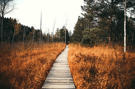 nature, forest, trees, countryside thumbnail